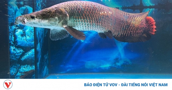 Nuôi loài cá lớn nhất sông Amazon, thú chơi vương giả của đại gia Việt