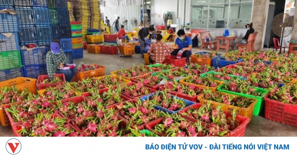 Tiền Giang là tỉnh nào có diện tích cây ăn quả lớn nhất cả nước?
