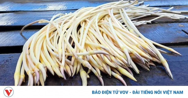 Ngó sen bao nhiêu tiền 1kg?