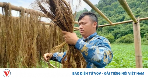 Cây gai xanh AP1 hướng đi mới trong phát triển kinh tế của nông dân Cao Bằng