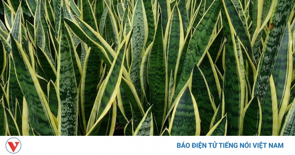 Cây thuốc quý người Việt nhà nào cũng trồng nhưng lại chỉ để ngắm